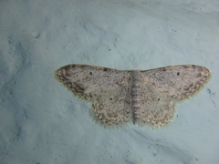 Idaea camparia