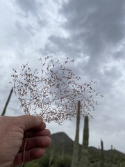 Euphorbia gracillima