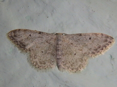 Idaea camparia