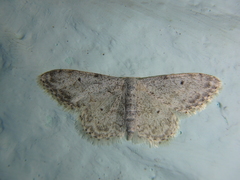 Idaea camparia