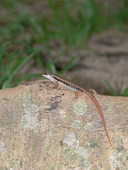 Sphenomorphus maculatus