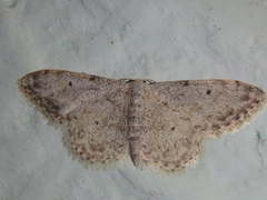 Idaea camparia