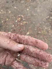 Euphorbia gracillima