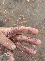 Euphorbia gracillima