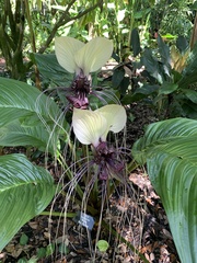 Tacca integrifolia