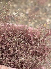 Euphorbia gracillima