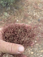 Euphorbia gracillima