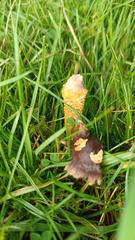 Dissoderma paradoxum