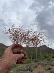 Euphorbia gracillima