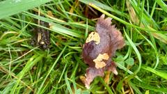 Dissoderma paradoxum