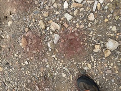 Euphorbia gracillima