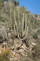 Trichocereus chiloensis chiloensis