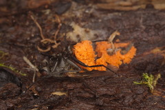 Sorosporella
