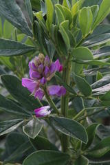 Indigofera cytisoides