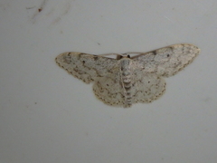 Idaea camparia