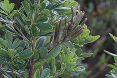 Indigofera cytisoides