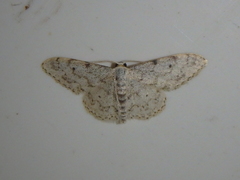 Idaea camparia