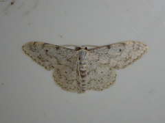 Idaea camparia