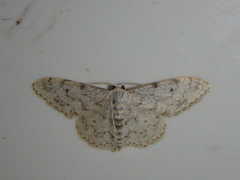Idaea camparia