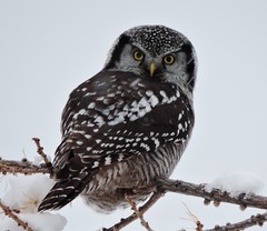 Northern Hawk-Owl photo 2