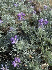 Lupinus obtusilobus