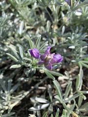 Lupinus obtusilobus