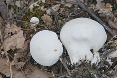 Lycoperdon mammiforme
