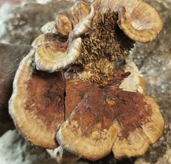 Gloeophyllum abietinum