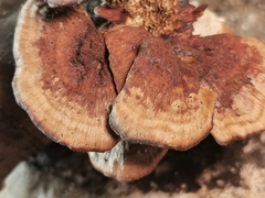 Gloeophyllum abietinum