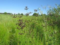 Juncus atratus