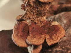 Gloeophyllum abietinum