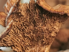 Gloeophyllum abietinum