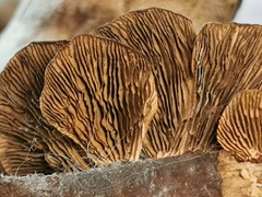 Gloeophyllum abietinum