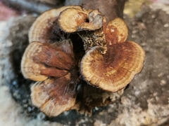 Gloeophyllum abietinum