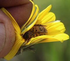 Gazania linearis linearis