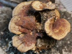 Gloeophyllum abietinum