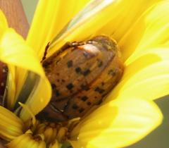 Gazania linearis linearis