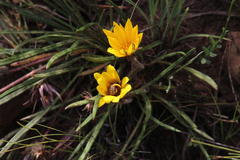 Gazania linearis linearis