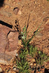 Albuca virens