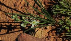 Albuca virens