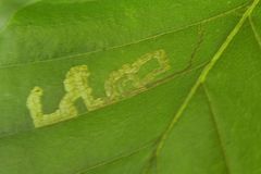 Stigmella tityrella