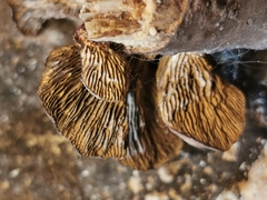 Gloeophyllum abietinum