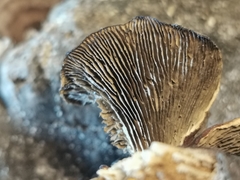 Gloeophyllum abietinum