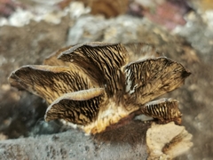 Gloeophyllum abietinum