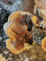 Gloeophyllum abietinum