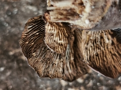 Gloeophyllum abietinum