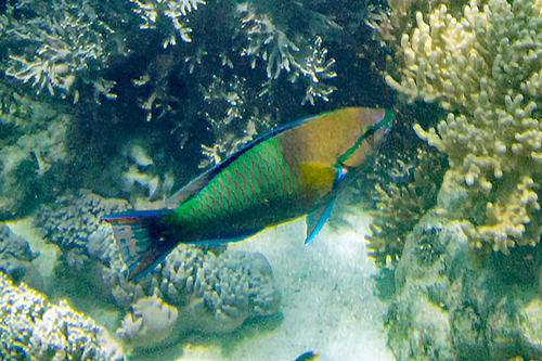 Yellowfin Parrotfish