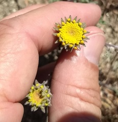 Chaenactis glabriuscula glabriuscula