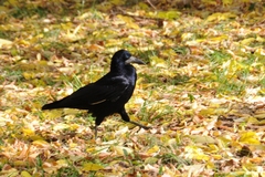Corvus frugilegus