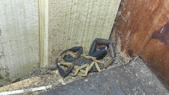 Centruroides fulvipes